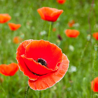 Representing remembrance and hope, this flower is seen as the symbol of World War I. A huge staple in European and Asian countries, red poppies are also known for their spontaneous nature as they pop up as wildflowers in certain regions  one of the major ones being Texas.