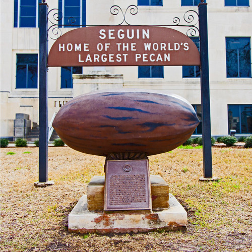 Once known as the world's largest pecan, now it's solely the oldest pecan and was created in 1962. Sitting in front of Seguin's city hall, this pecan was built by a dentist who wanted to put his plastering skills to use.