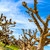 California Trees California Trees