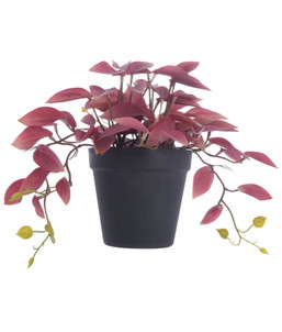 PLANT CINNAMOMUM W/PLASTIC POT 1287329