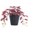 PLANT CINNAMOMUM W/PLASTIC POT 1287329
