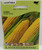 SEEDS CORN KANDY KORN 115847
