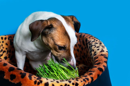 Does Your Dog Eat Grass Every Morning? Here are the Reasons Why