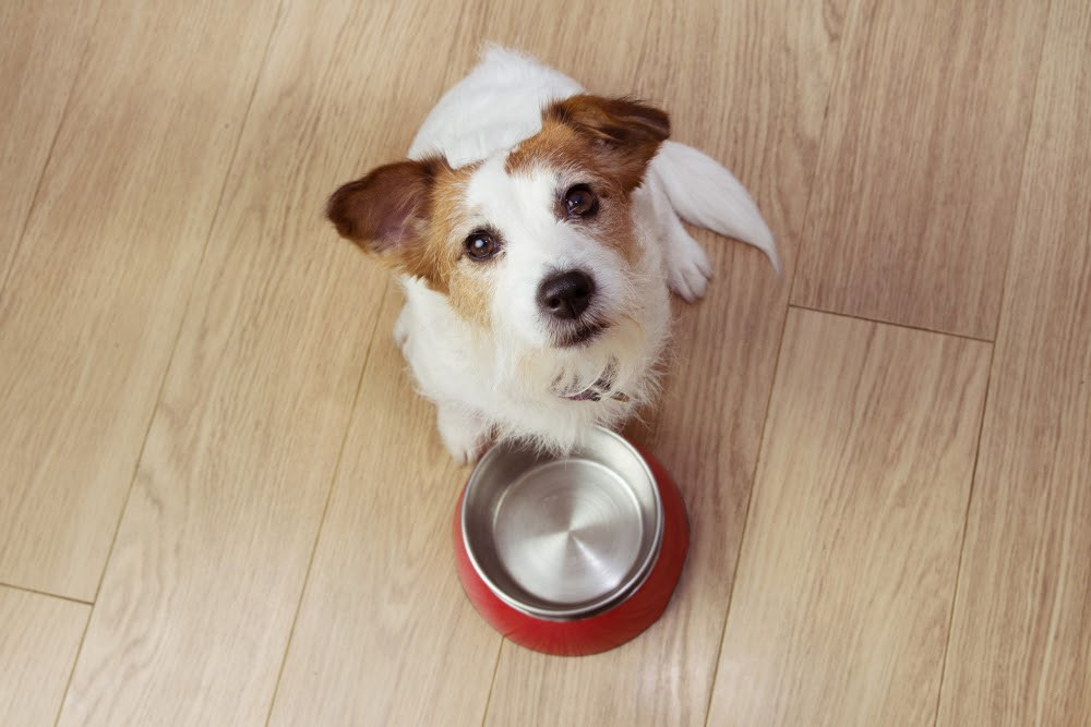 7 Reasons Your Dog May Be Experiencing a Loss of Appetite Volhard Dog Nutrition