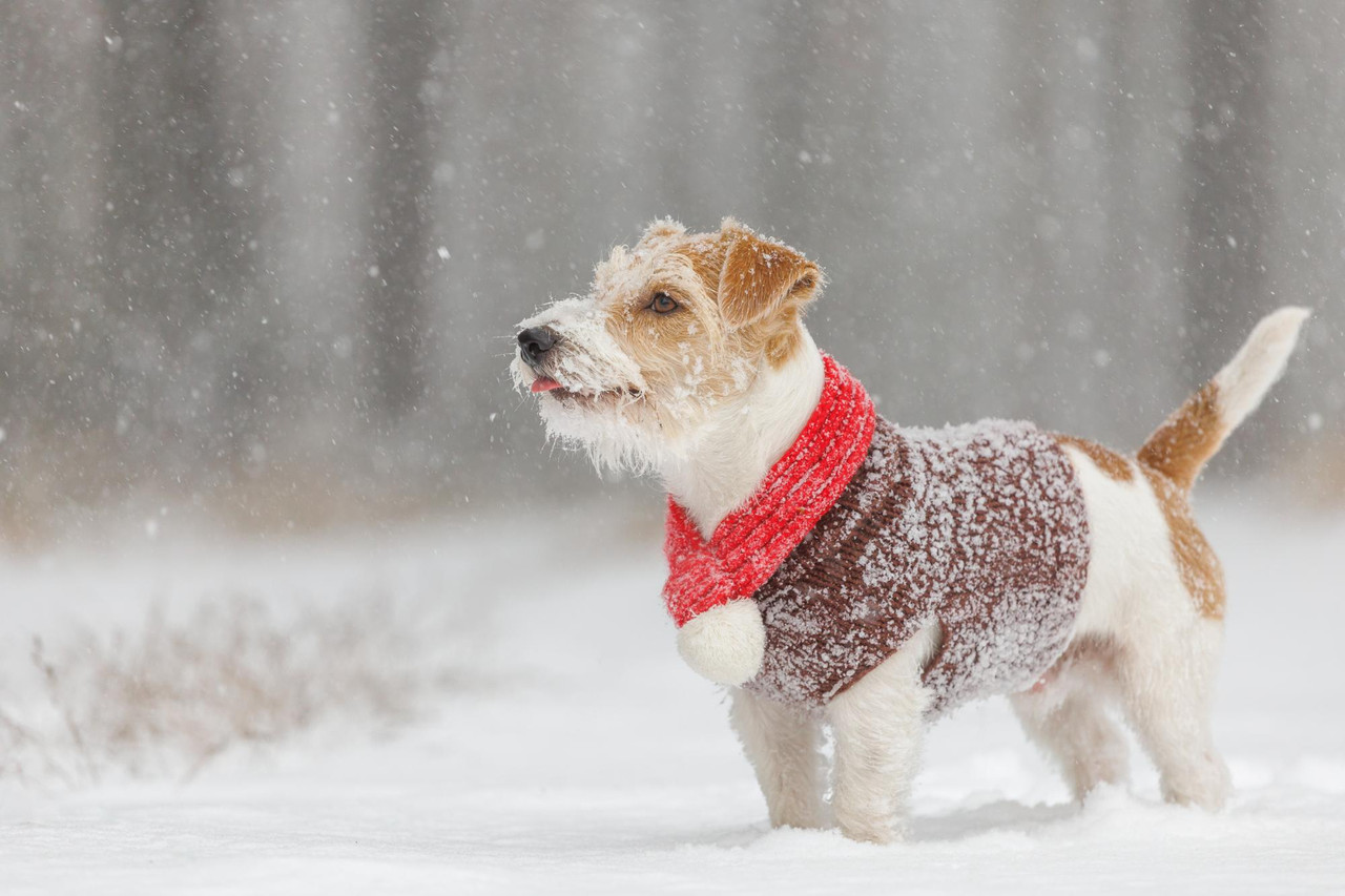 Image showcasing Can a Natural Diet Help Treat Autoimmune Diseases in Dogs? - Volhard ...