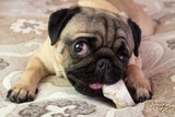 Feeding Bone Marrow To Your Dog - Is It Safe? Feeding Bone Marrow To Your Dog - Is It Safe?