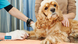 Why HTMA Testing Could Be the Missing Link in Your Dog’s Health Journey