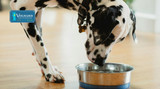 Beyond the Bowl: Unraveling the Mystery of Excessive Drinking in Dogs