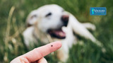 Spring-Related Health Issues in Dogs: From Tick-Borne Diseases to Seasonal Infections
