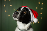 Top Winter Activities for You and Your Dog Top Winter Activities for You and Your Dog