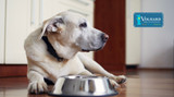 Why Does My Dog Seem to Eat Less in Summer?