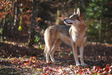 Let's Talk About Dog Allergies: Causes, Symptoms, And Treatment Let's Talk About Dog Allergies: Causes, Symptoms, And Treatment