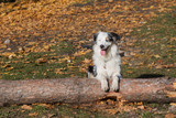 Ensuring Your Australian Shepherd Will Live a Longer, Fuller Life Ensuring Your Australian Shepherd Will Live a Longer, Fuller Life
