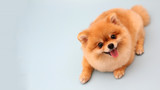Understanding Proper Dog Nutrition: Digestive Enzymes 101 Understanding Proper Dog Nutrition: Digestive Enzymes 101