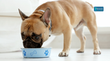 Heart Healthy Dog Food for Supporting a Strong and Healthy Dog