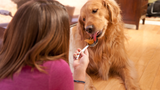 Is Almond Butter Safe for Dogs? Is Almond Butter Safe for Dogs?