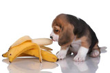 Can Dogs Eat Bananas? Answers to All of Your Questions About Feeding Dogs Fruit