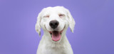 Carob for Dogs: Is It a Good Idea? Carob for Dogs: Is It a Good Idea?