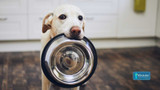 A Clean Bowl a Day Keeps the Vet Away: The Surprising Impact of Dog Dish Hygiene