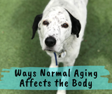 Ways Normal Aging Affects the Body