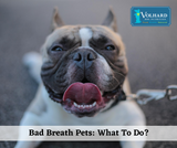 Bad Breath Pets: What To Do?