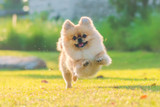 Top Reasons Why Vitamin B is Essential for a Happy Dog Life Top Reasons Why Vitamin B is Essential for a Happy Dog Life