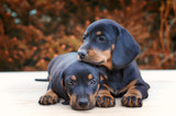 Are the Worms in Your Dog a Sign That it's Time to Change Food? Are the Worms in Your Dog a Sign That it's Time to Change Food?