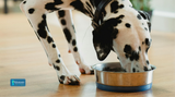 What Should Dogs Eat: What a ‘Balanced’ Diet Really Means