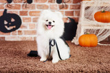 10 Scrumptious DIY Halloween Treats For Your Dog