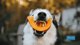 Autumn Treats: Can Your Furry Friend Safely Enjoy Pumpkin?