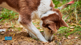 Why Do Some Dogs Eat Soil and Poop? Causes, Health Risks, and How to Stop It