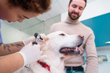 What Are the Signs of a Dog Ear Infection? What Are the Signs of a Dog Ear Infection?
