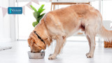From Bowl to Belly: Transform Your Dog's Health With These 3 Gut-Friendly Superfoods