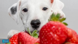 Can Dogs Eat Strawberries? Nutritionists Weigh In on This Popular Query
