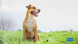 A Joint Effort: Exploring the 5 Benefits of Glucosamine for Dogs