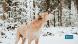Managing Your Dog's Arthritis During Winter: 5 Essential Tips