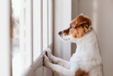 3 Things to Know About Treating a Dog With Bladder Stones 3 Things to Know About Treating a Dog With Bladder Stones