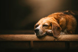 Is Dog Mange Contagious? Is Dog Mange Contagious?