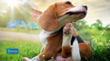 Common Food Allergies in Dogs and How to Manage Them