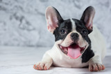 Dogs Have Gallbladder Health Issues Too: Here's What You Need To Know Dogs Have Gallbladder Health Issues Too: Here's What You Need To Know