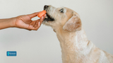 Can Dogs Eat Hot Dogs? What Dog Owners Should Know