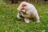 Natural Remedies for Dogs With Fleas! Natural Remedies for Dogs With Fleas!