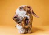 Why Feeding Cooked Bones To Your Dog Is A Bad Idea Why Feeding Cooked Bones To Your Dog Is A Bad Idea