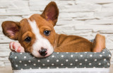Helping Your New Dog Overcome Kennel Cough with a Proper, Nutritious Diet Helping Your New Dog Overcome Kennel Cough with a Proper, Nutritious Diet