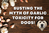 Busting the Myth of Garlic Toxicity for Dogs! Busting the Myth of Garlic Toxicity for Dogs!