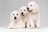 What Defines a Healthy Dog Breed? What Defines a Healthy Dog Breed?