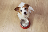 7 Reasons Your Dog May Be Experiencing a Loss of Appetite 7 Reasons Your Dog May Be Experiencing a Loss of Appetite