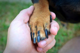 My Dog Has an Infected Toenail: What to Do?