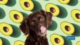 Is Avocado Good for Dogs? Exploring the Facts and Myths