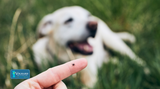 How to Treat Lyme Disease in Dogs With 7 Home Remedies for Tick Prevention!
